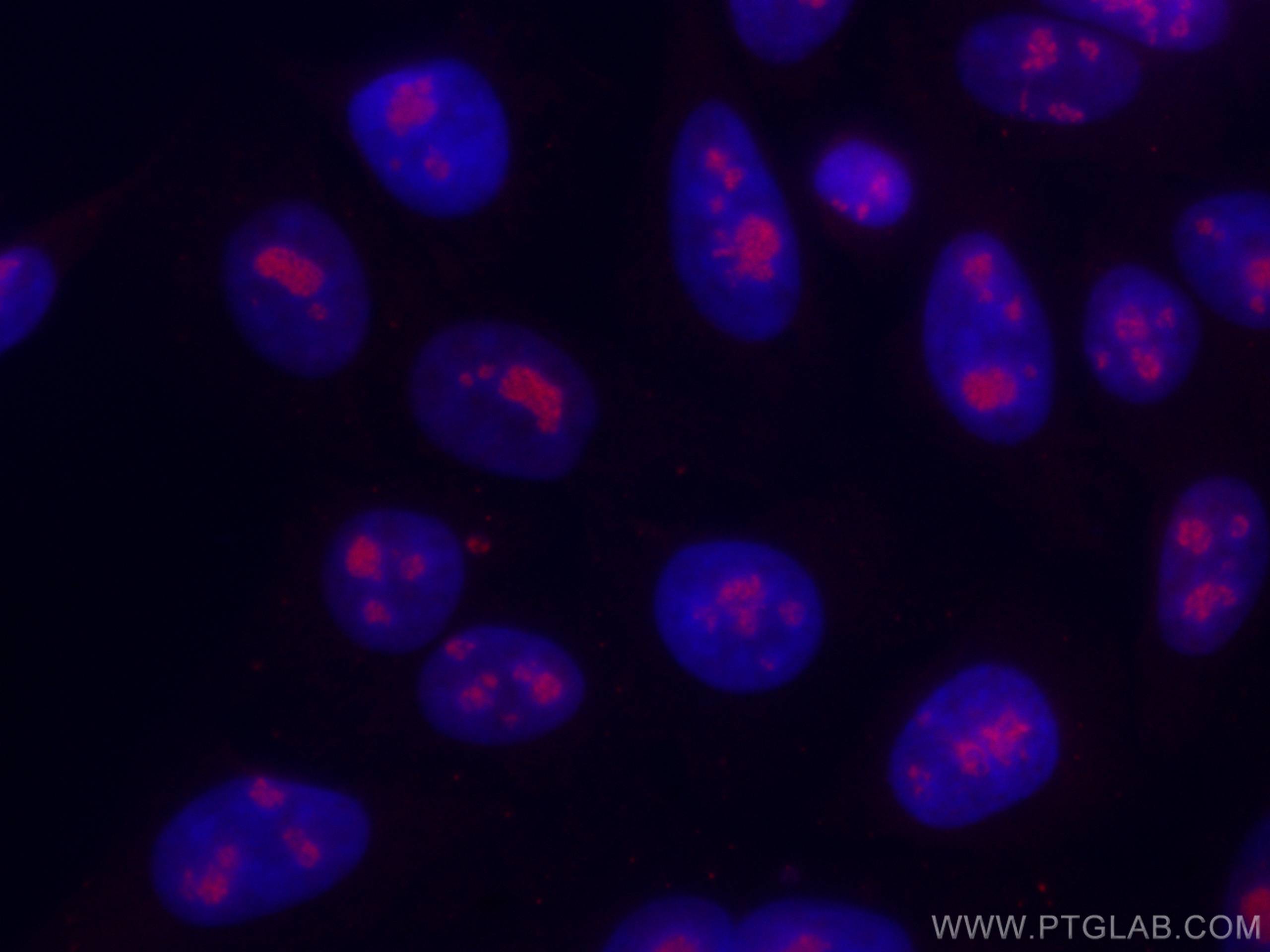 Immunofluorescence (IF) / fluorescent staining of HepG2 cells using CoraLite®594-conjugated DDX21 Monoclonal antibody (CL594-66925)