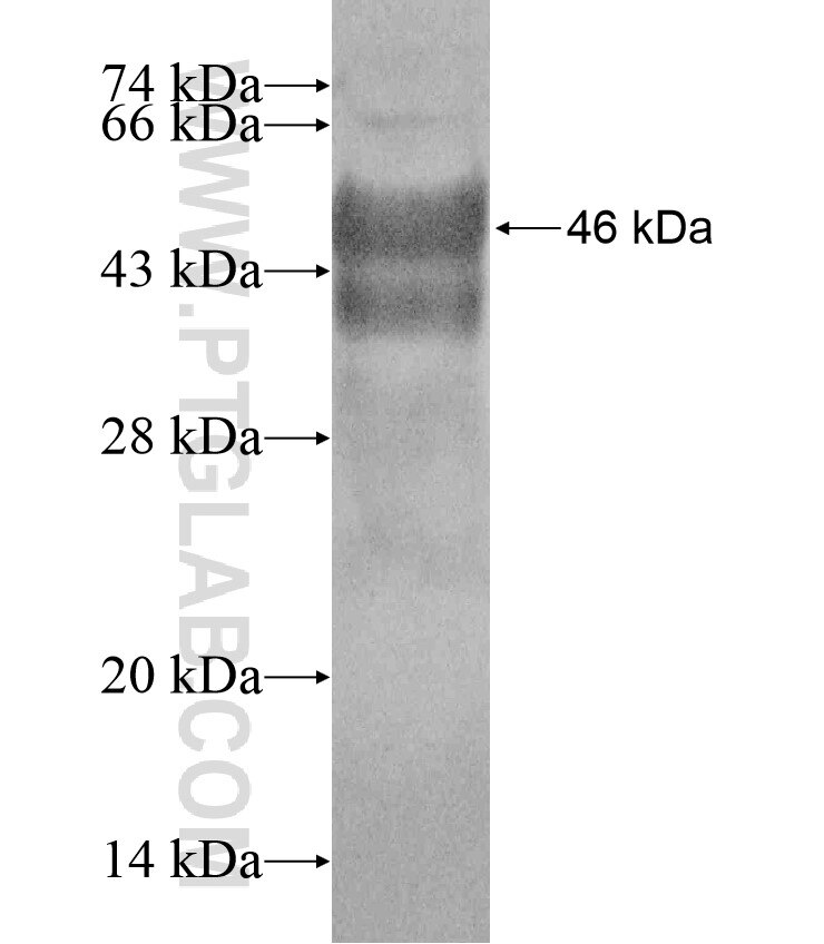 DDX21 fusion protein Ag17741 SDS-PAGE