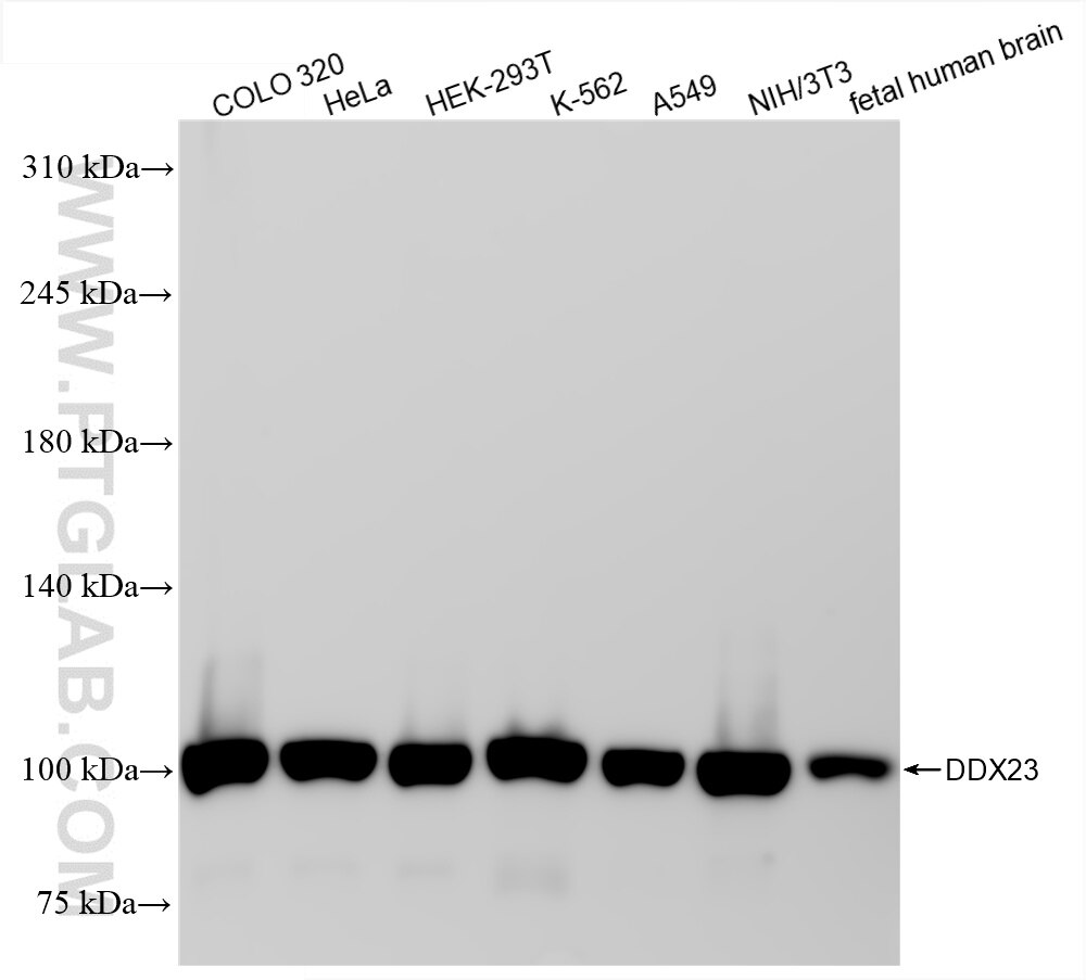 Western Blot (WB) analysis of various lysates using DDX23 Recombinant antibody (85763-4-RR)