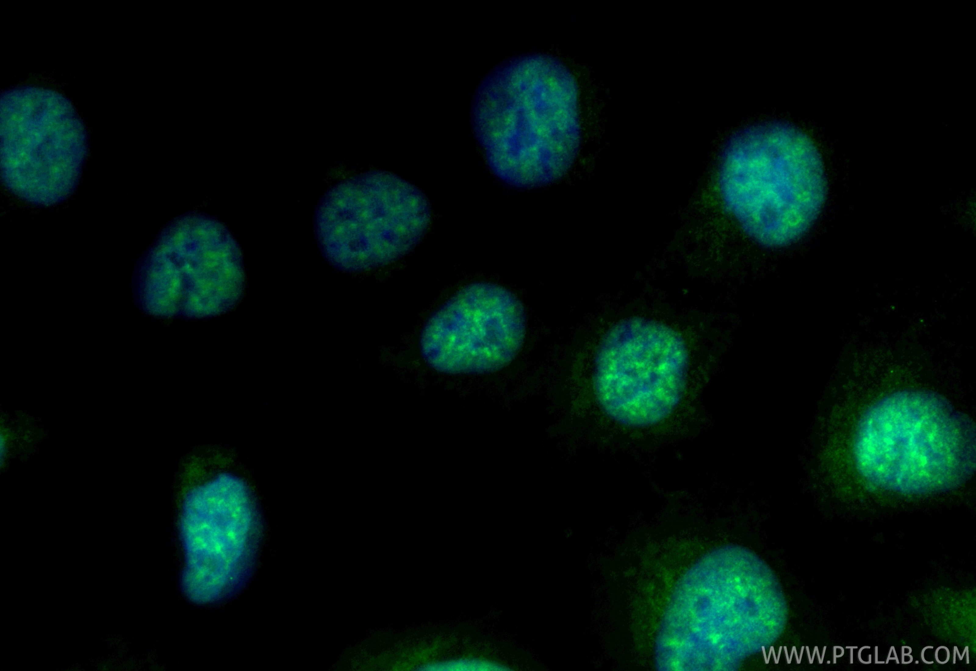 Immunofluorescence (IF) / fluorescent staining of U2OS cells using CoraLite® Plus 488-conjugated DDX23 Recombinant an (CL488-85763-4)