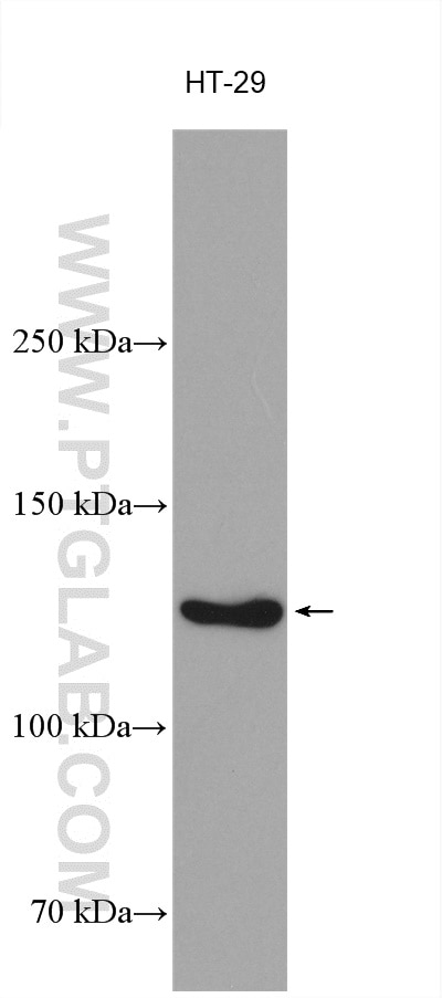 Western Blot (WB) analysis of various lysates using DDX24 Polyclonal antibody (15769-1-AP)