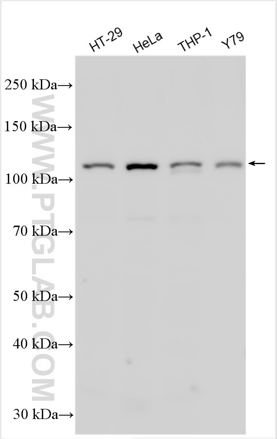 Western Blot (WB) analysis of various lysates using DDX24 Polyclonal antibody (15769-1-AP)