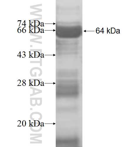 DDX24 fusion protein Ag8407 SDS-PAGE