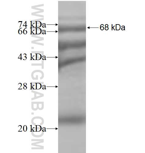 DDX25 fusion protein Ag5702 SDS-PAGE