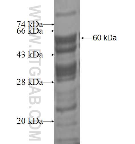 DDX28 fusion protein Ag2194 SDS-PAGE