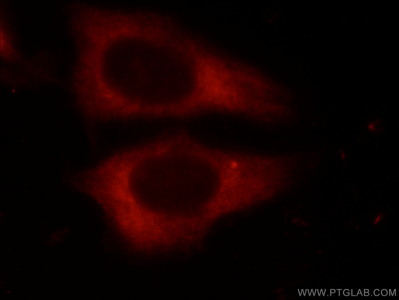 Immunofluorescence (IF) / fluorescent staining of HepG2 cells using DDX3 Polyclonal antibody (11115-1-AP)