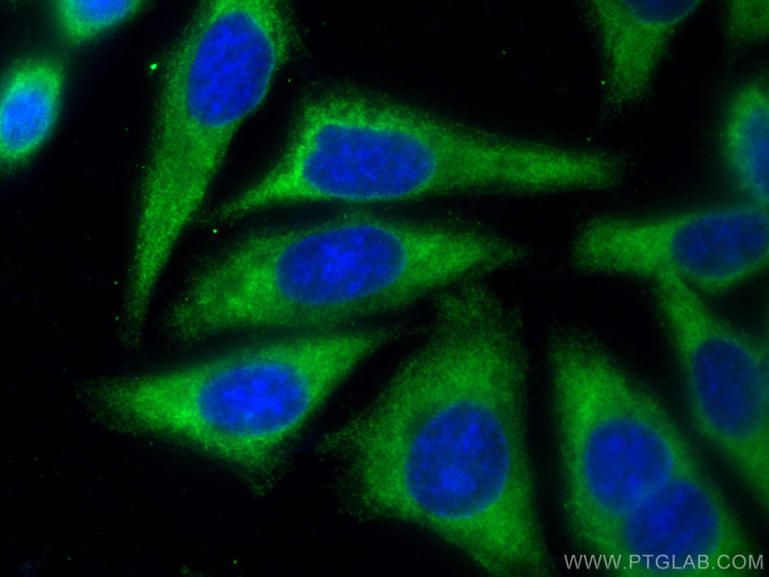 IF Staining of HepG2 using 11115-1-AP