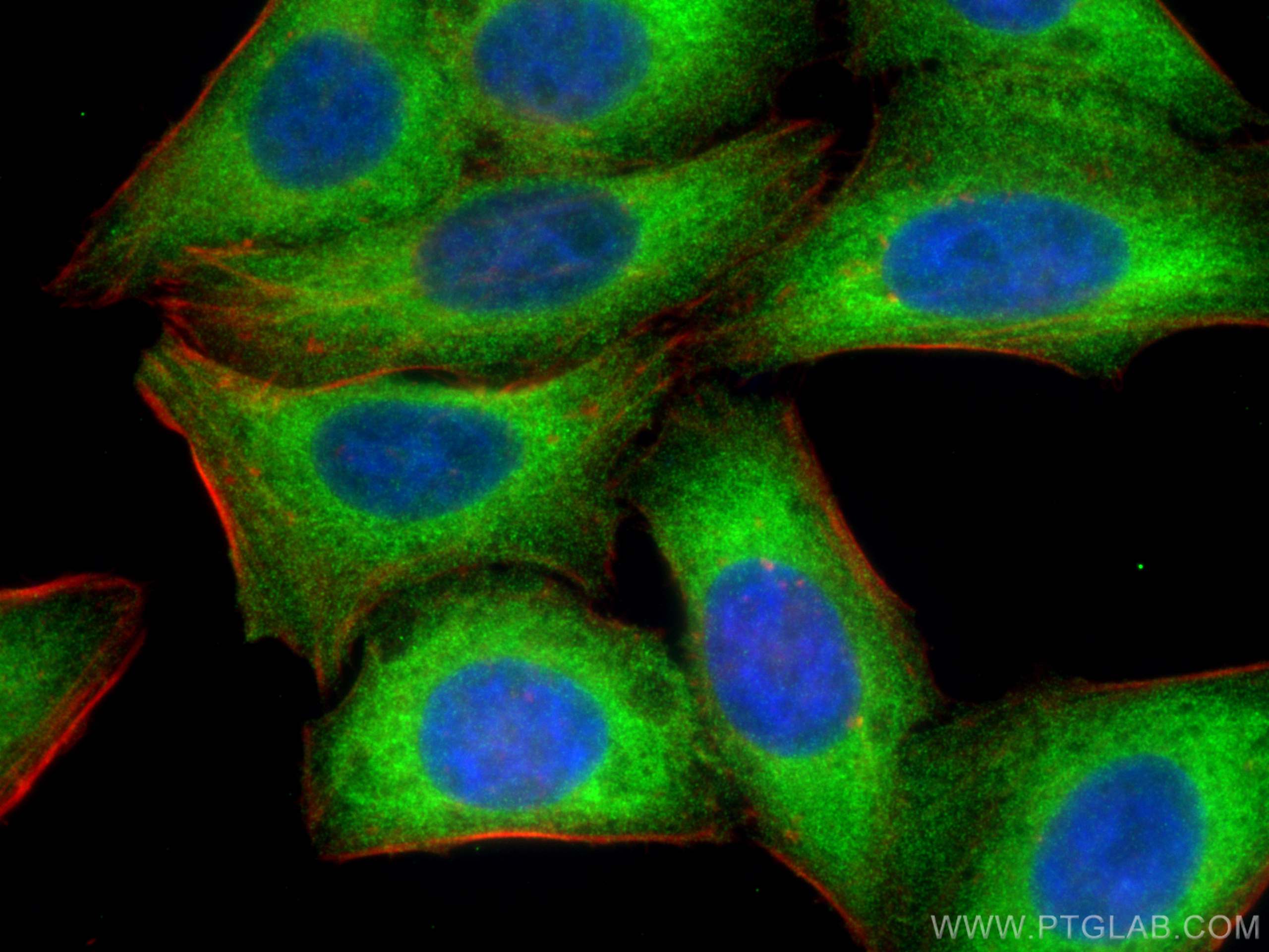 Immunofluorescence (IF) / fluorescent staining of HepG2 cells using DDX3 Polyclonal antibody (11115-1-AP)