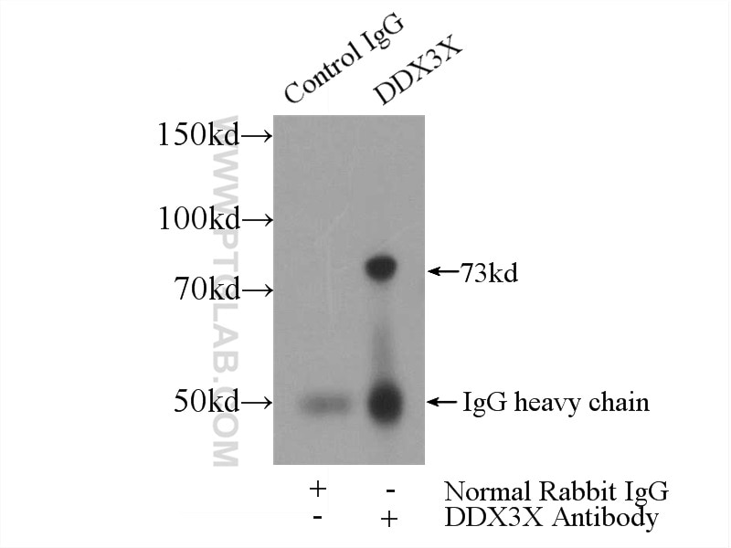 Immunoprecipitation (IP) experiment of HeLa cells using DDX3 Polyclonal antibody (11115-1-AP)