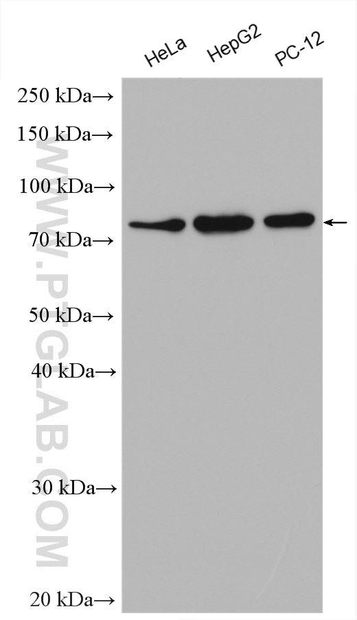 Western Blot (WB) analysis of various lysates using DDX3 Polyclonal antibody (11115-1-AP)
