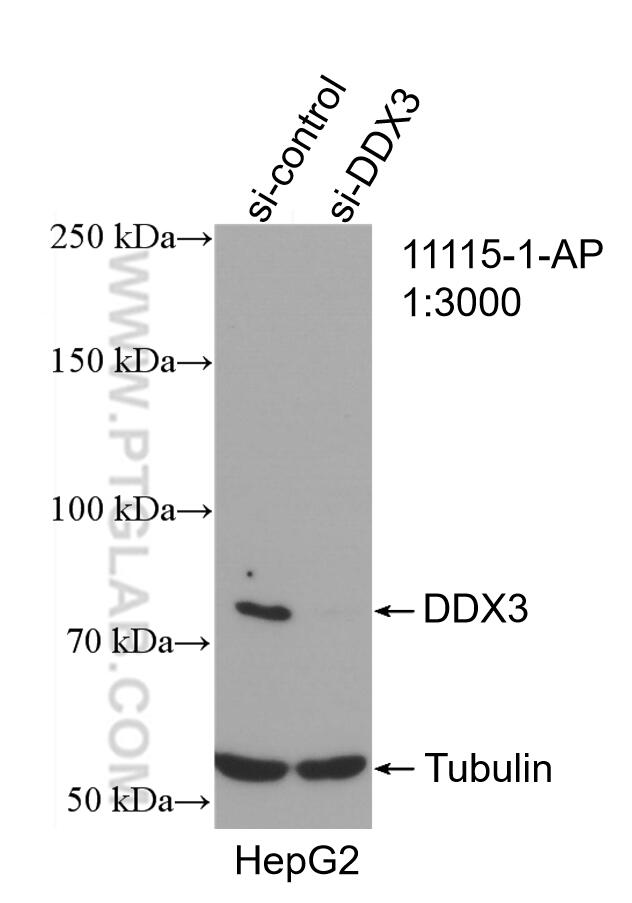 Western Blot (WB) analysis of HepG2 cells using DDX3 Polyclonal antibody (11115-1-AP)