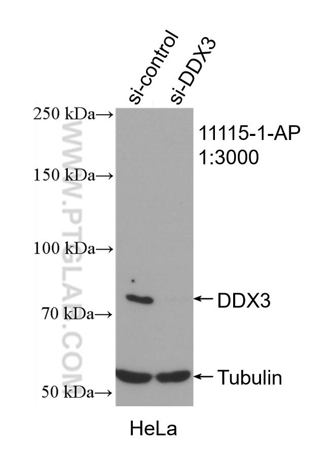 Western Blot (WB) analysis of HeLa cells using DDX3 Polyclonal antibody (11115-1-AP)