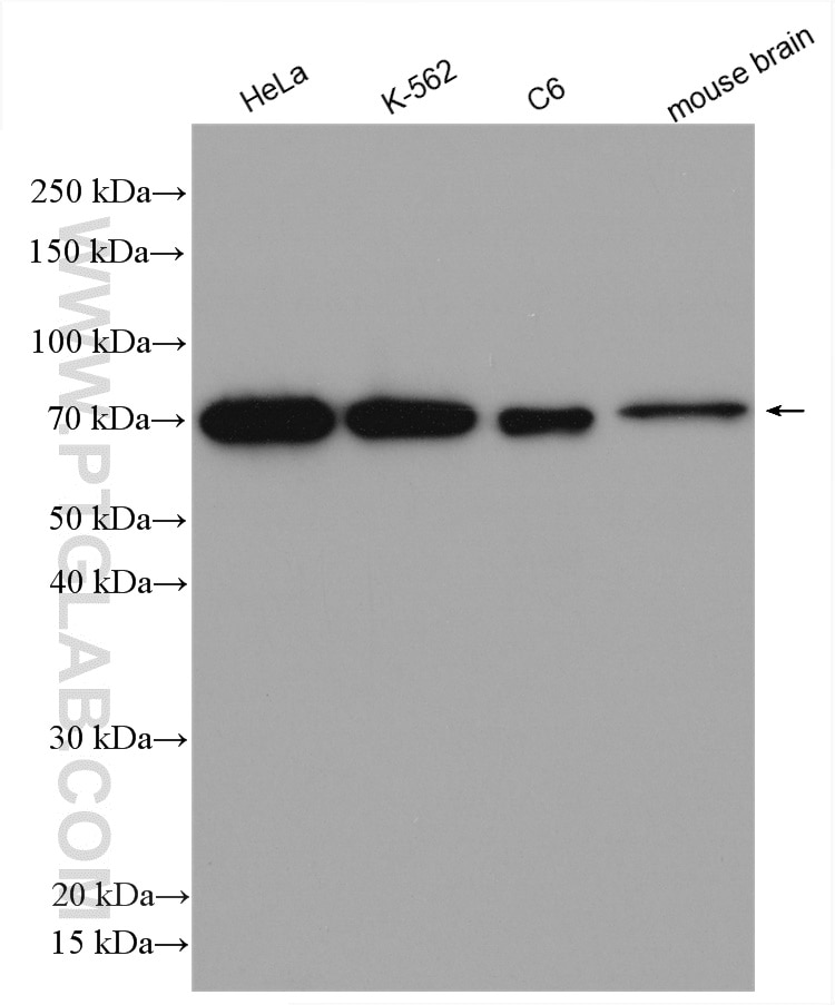 Western Blot (WB) analysis of various lysates using DDX3 Polyclonal antibody (11115-1-AP)