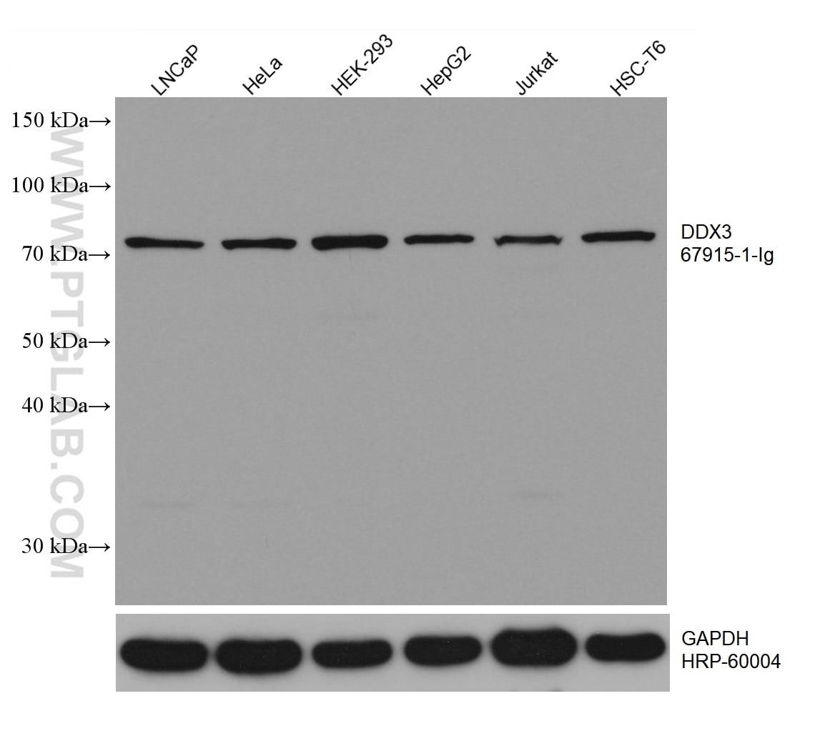 Western Blot (WB) analysis of various lysates using DDX3 Monoclonal antibody (67915-1-Ig)