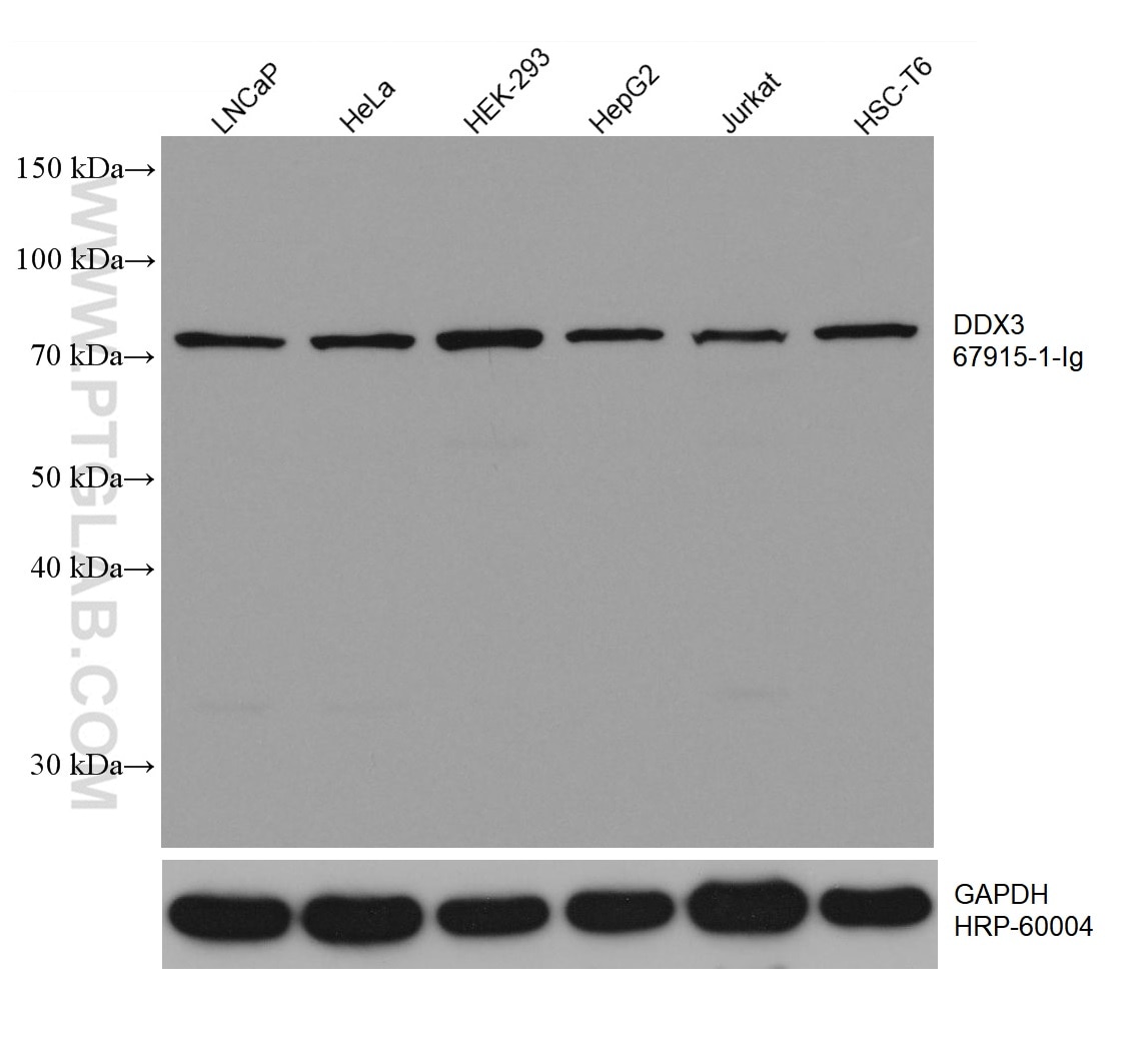 WB analysis using 67915-1-Ig