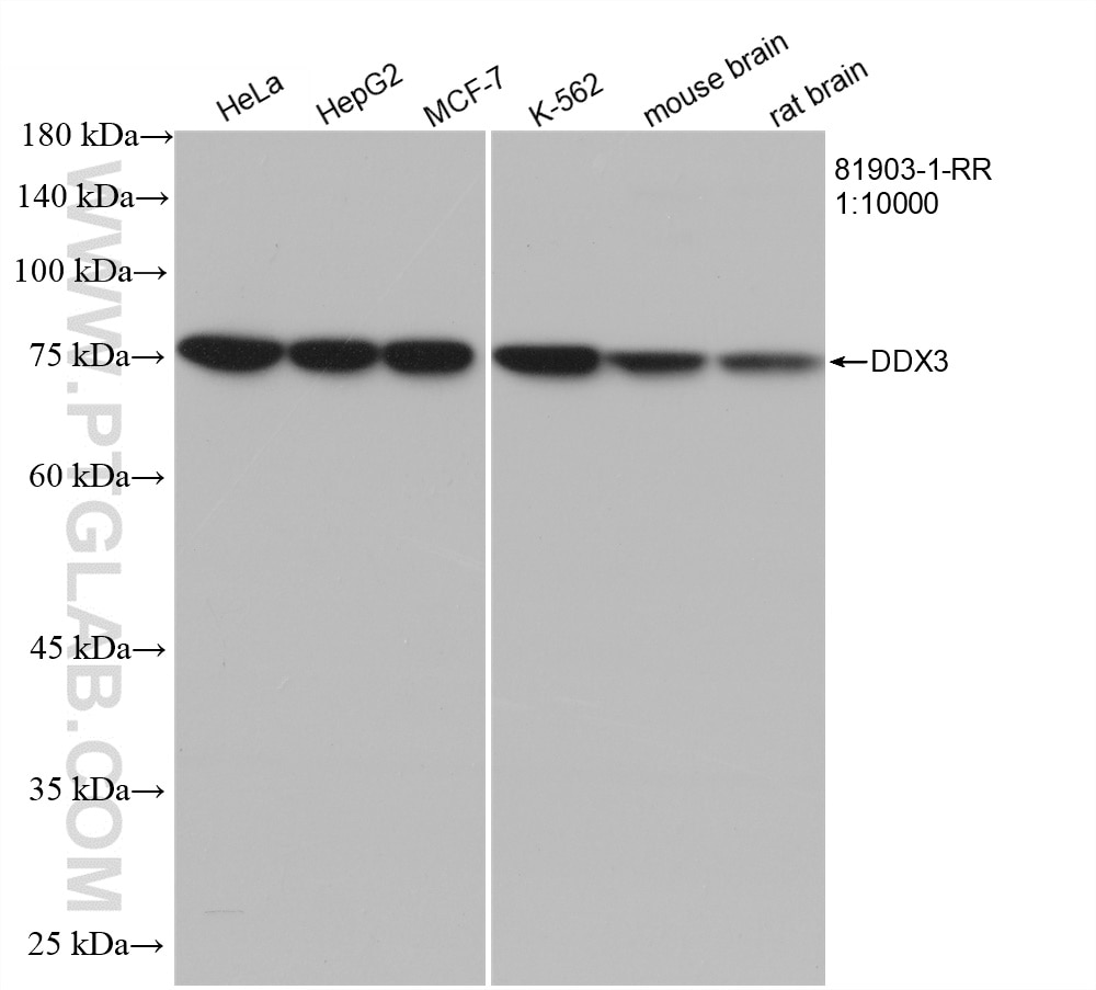 Western Blot (WB) analysis of various lysates using DDX3 Recombinant antibody (81903-1-RR)