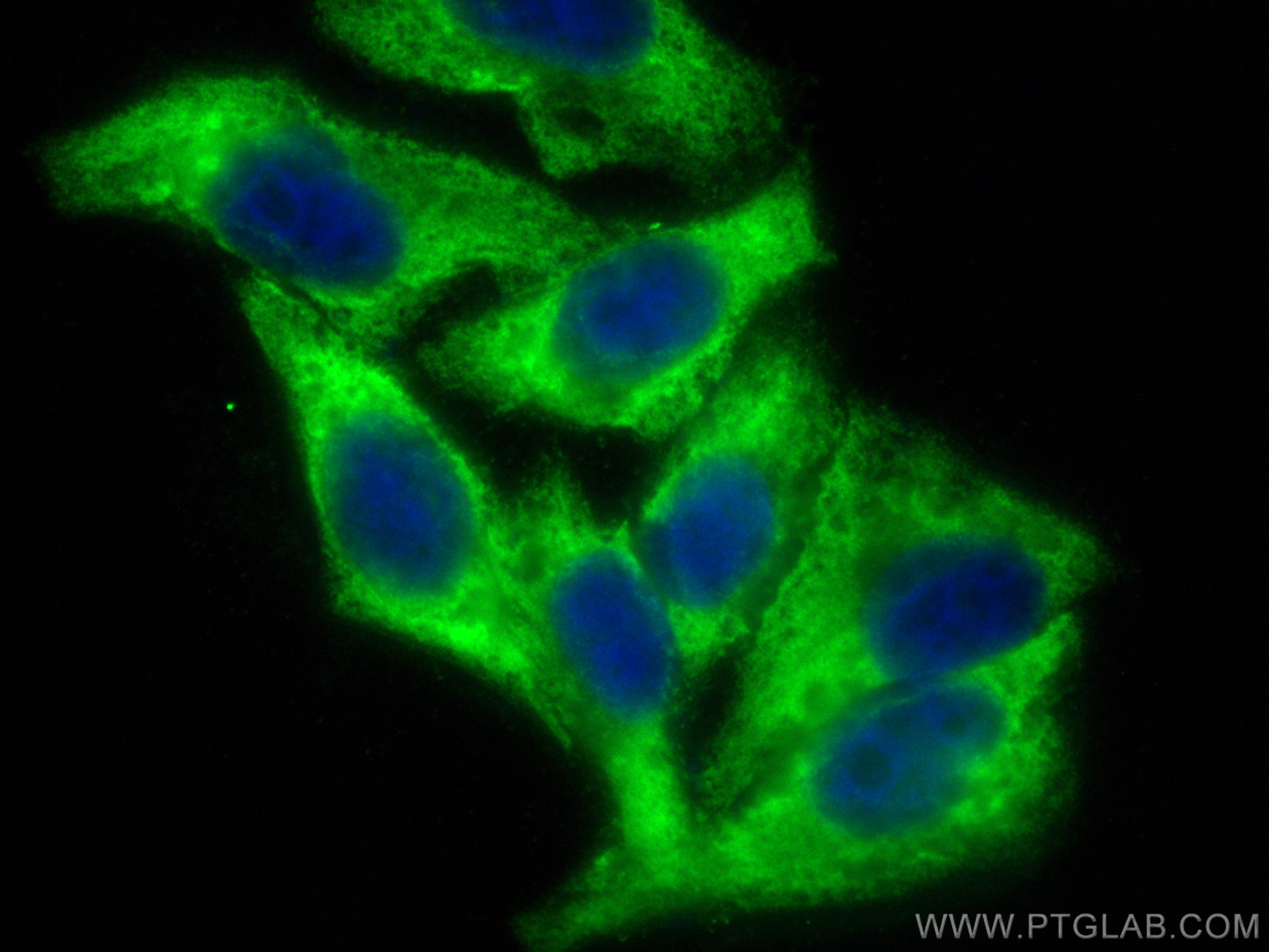 IF Staining of HepG2 using CL488-81903