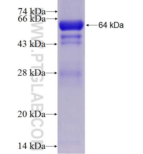DDX3 fusion protein Ag1614 SDS-PAGE