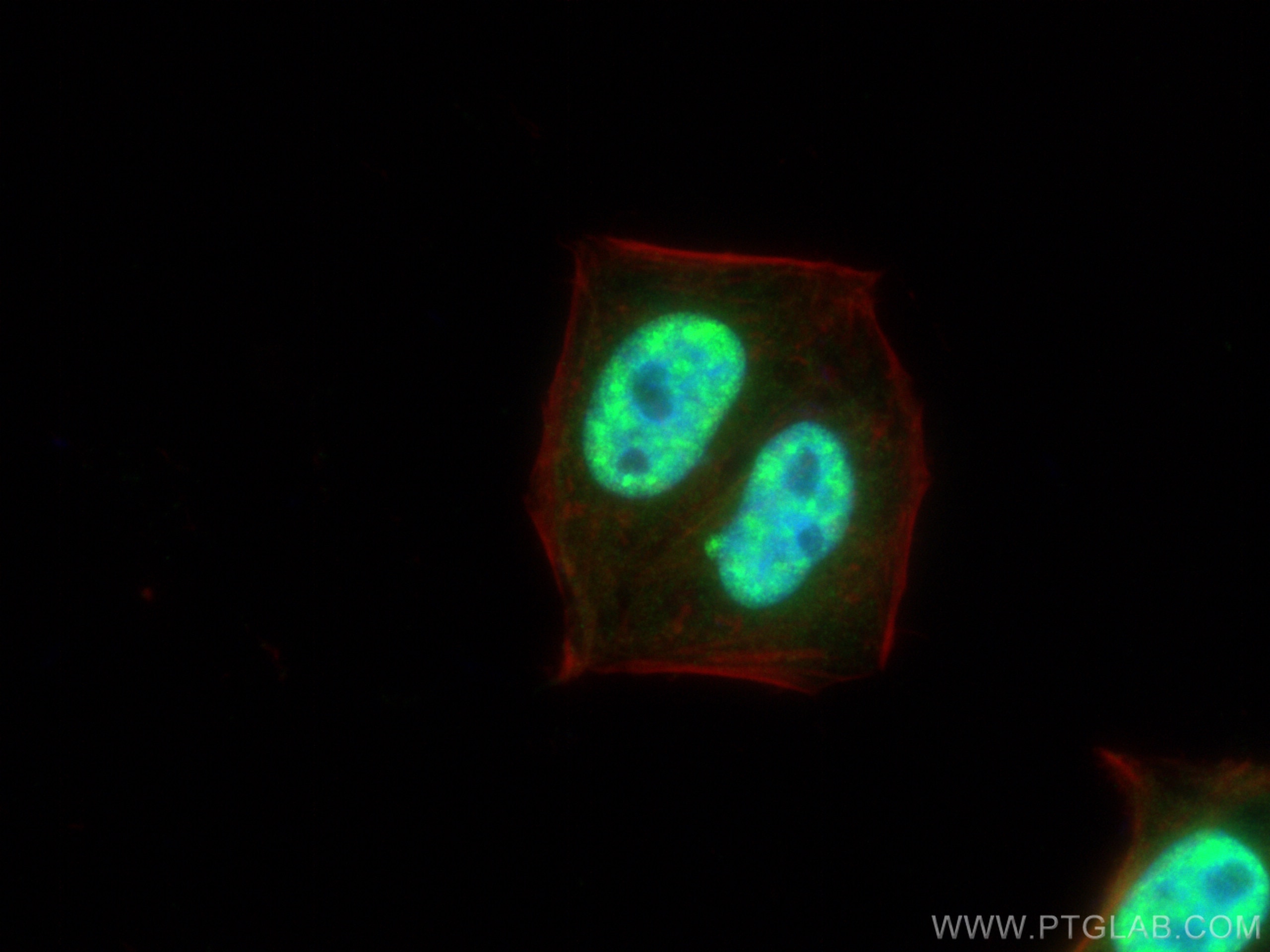 Immunofluorescence (IF) / fluorescent staining of HepG2 cells using DDX39A Polyclonal antibody (11723-1-AP)