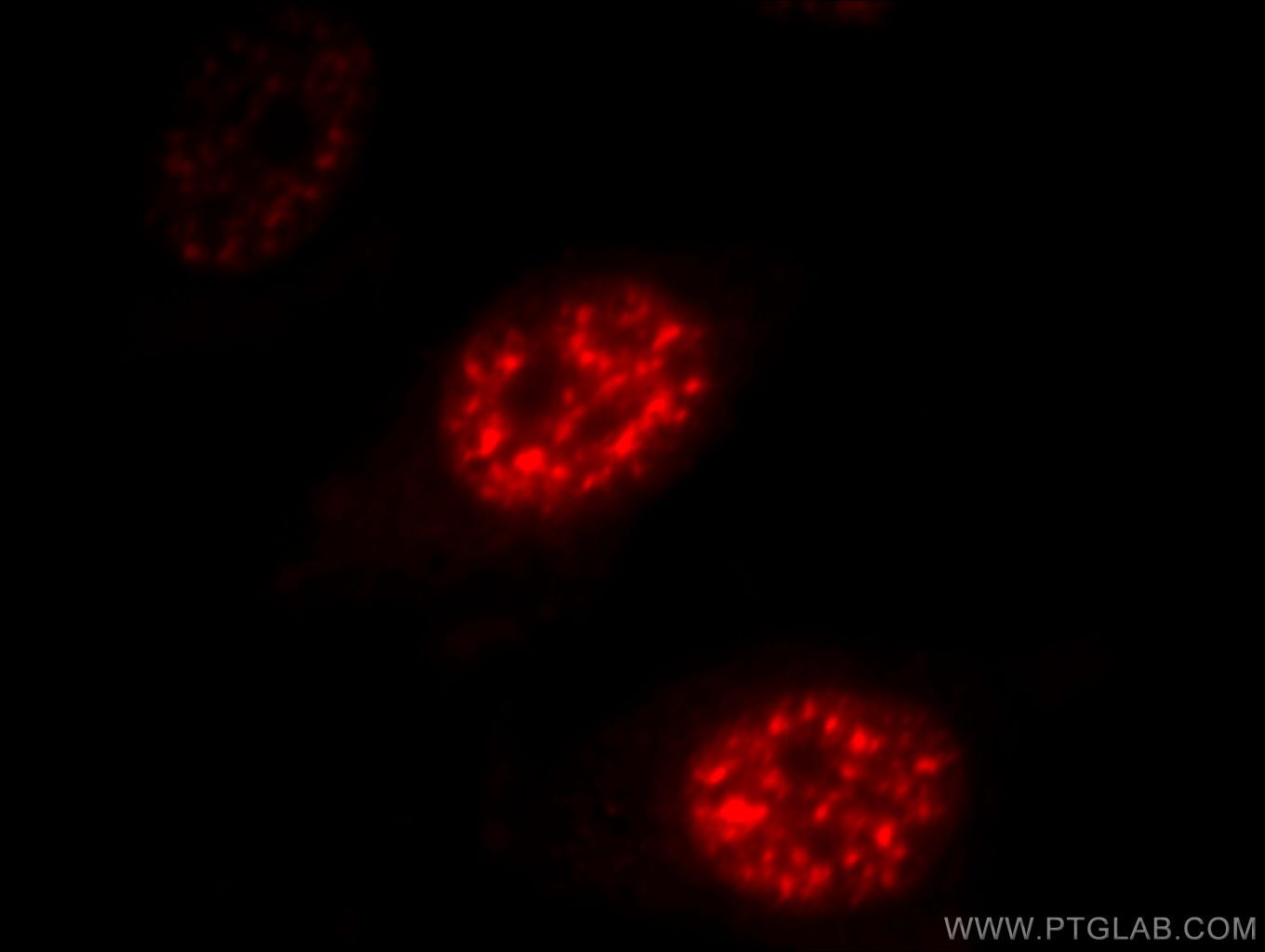 Immunofluorescence (IF) / fluorescent staining of HepG2 cells using DDX39A Polyclonal antibody (11723-1-AP)