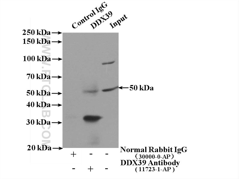 Immunoprecipitation (IP) experiment of HEK-293 cells using DDX39A Polyclonal antibody (11723-1-AP)