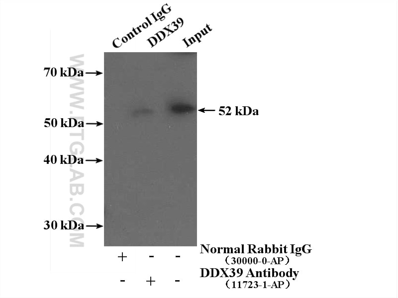 Immunoprecipitation (IP) experiment of HEK-293 cells using DDX39A Polyclonal antibody (11723-1-AP)