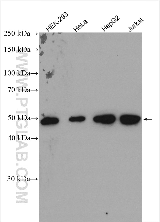 Western Blot (WB) analysis of various lysates using DDX39A Polyclonal antibody (11723-1-AP)