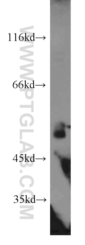 Western Blot (WB) analysis of mouse testis tissue using DDX39A Polyclonal antibody (11723-1-AP)