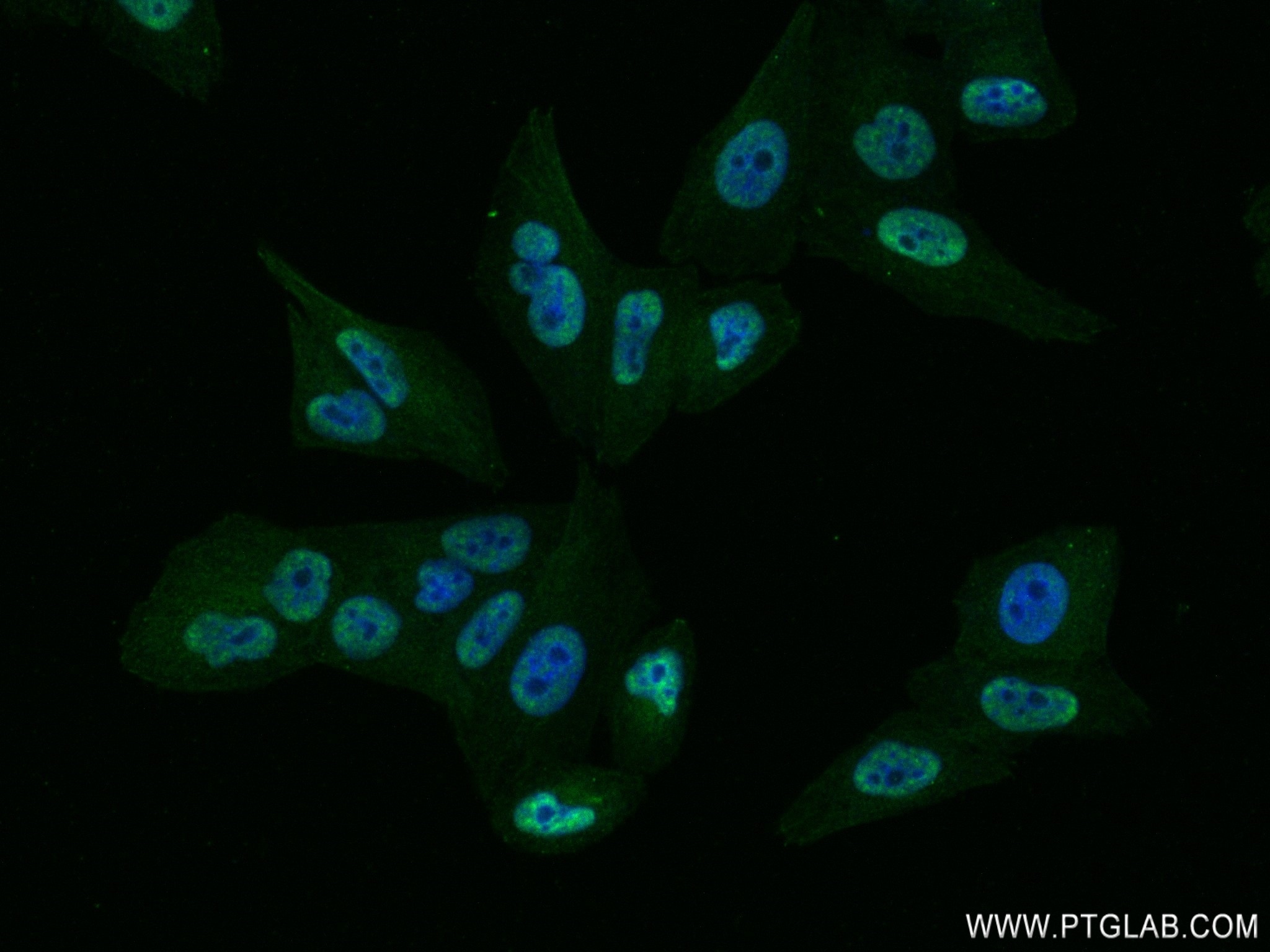 Immunofluorescence (IF) / fluorescent staining of HepG2 cells using DDX39 Recombinant antibody (83083-4-RR)
