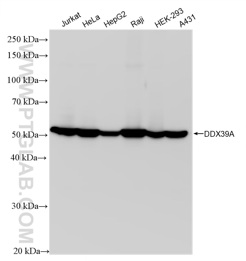 Western Blot (WB) analysis of various lysates using DDX39 Recombinant antibody (83083-4-RR)