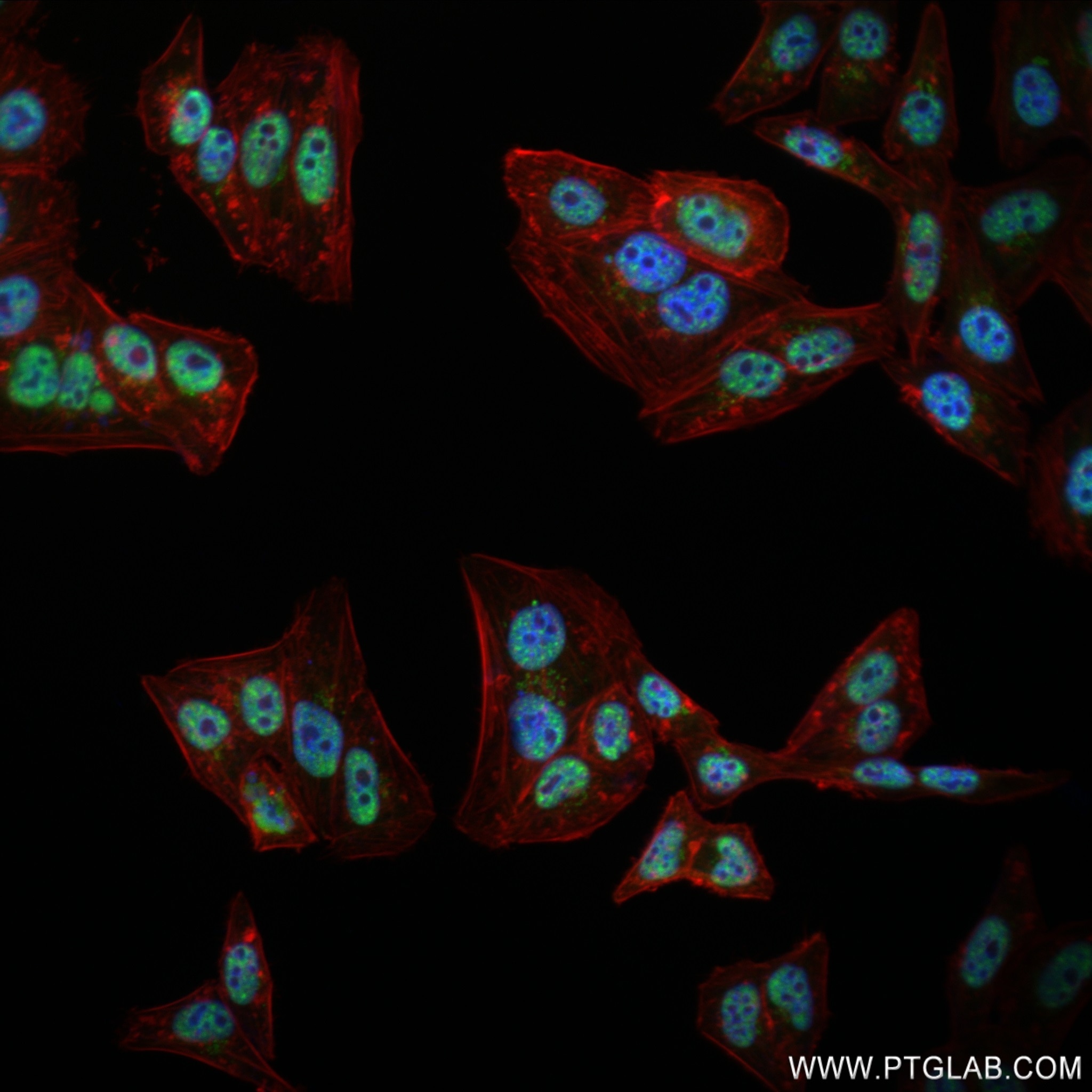 Immunofluorescence (IF) / fluorescent staining of HepG2 cells using DDX39A Recombinant antibody (83083-5-RR)