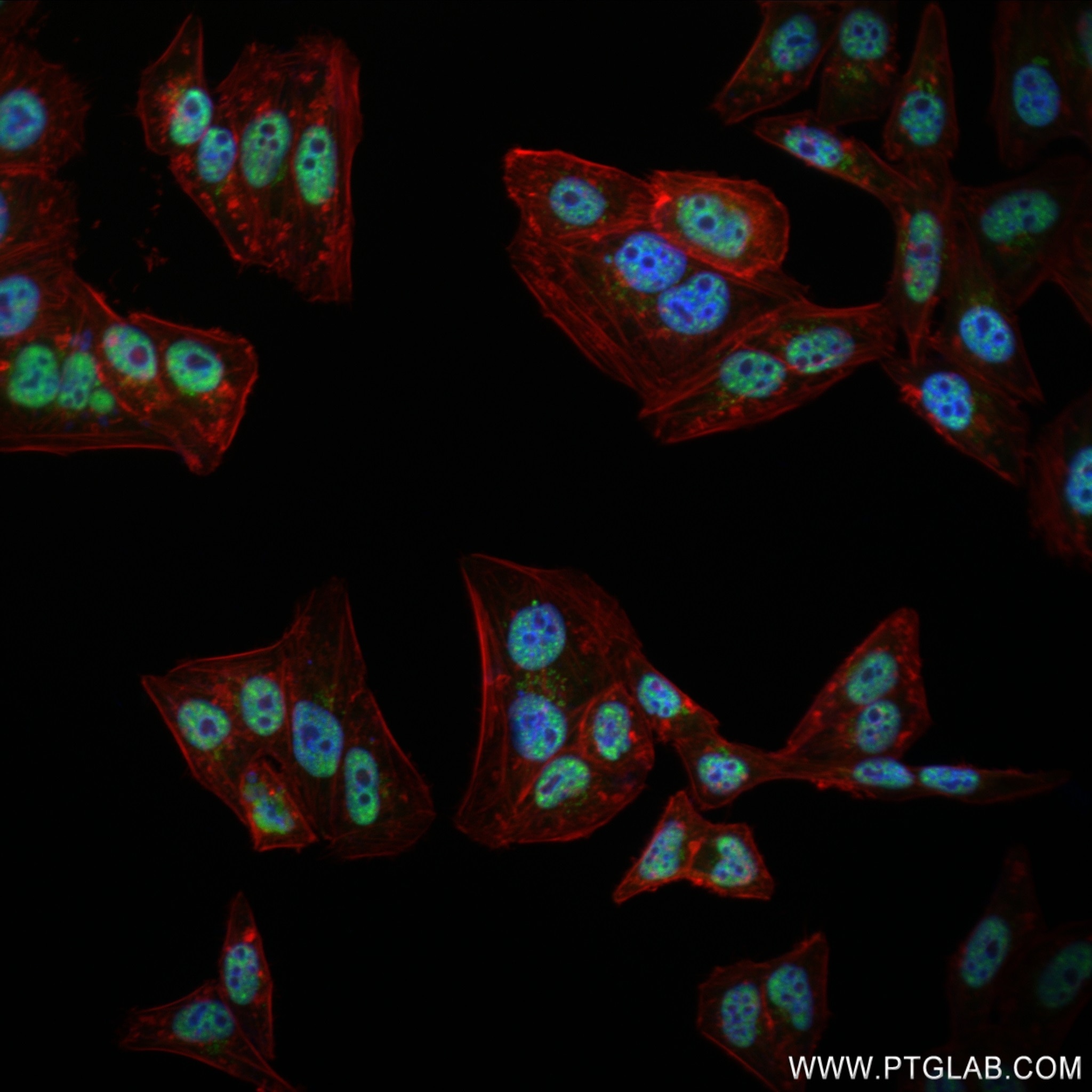 IF Staining of HepG2 using 83083-5-RR