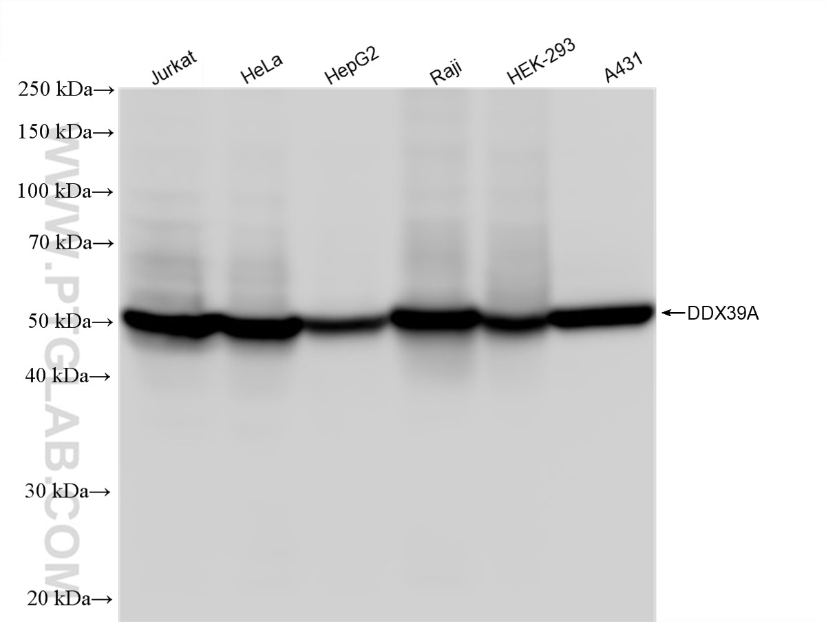 Western Blot (WB) analysis of various lysates using DDX39A Recombinant antibody (83083-5-RR)