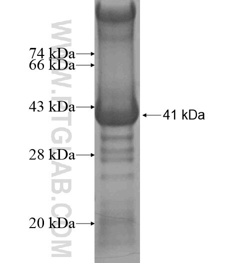 DDX39 fusion protein Ag15404 SDS-PAGE
