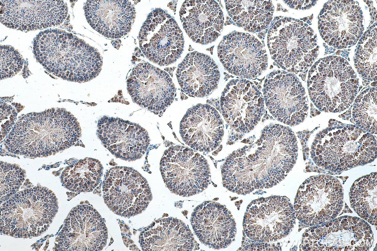 Immunohistochemistry (IHC) staining of mouse testis tissue using DDX4/VASA Polyclonal antibody (12888-1-AP)