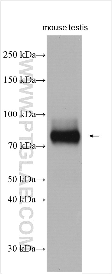 WB analysis using 17545-1-AP