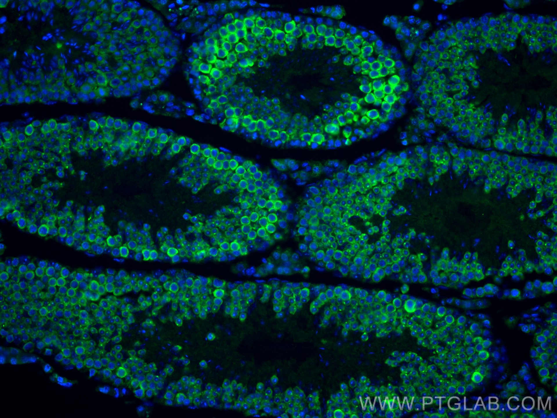 Immunofluorescence (IF) / fluorescent staining of mouse testis tissue using DDX4,VASA Polyclonal antibody (51042-1-AP)