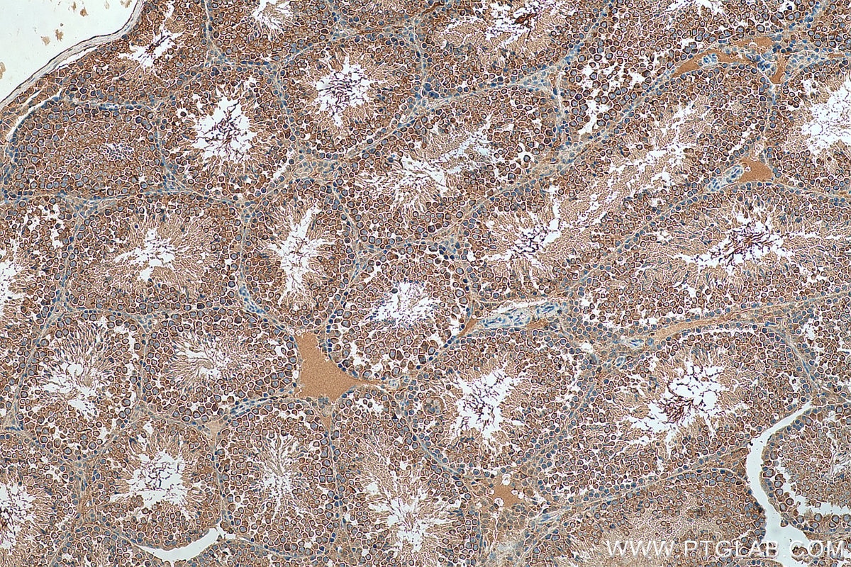 Immunohistochemistry (IHC) staining of mouse testis tissue using DDX4,VASA Polyclonal antibody (51042-1-AP)