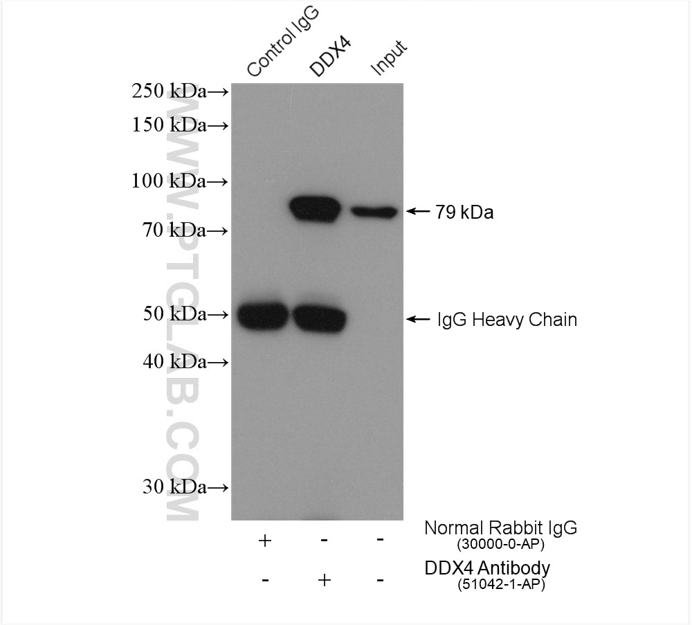Immunoprecipitation (IP) experiment of mouse testis tissue using DDX4,VASA Polyclonal antibody (51042-1-AP)