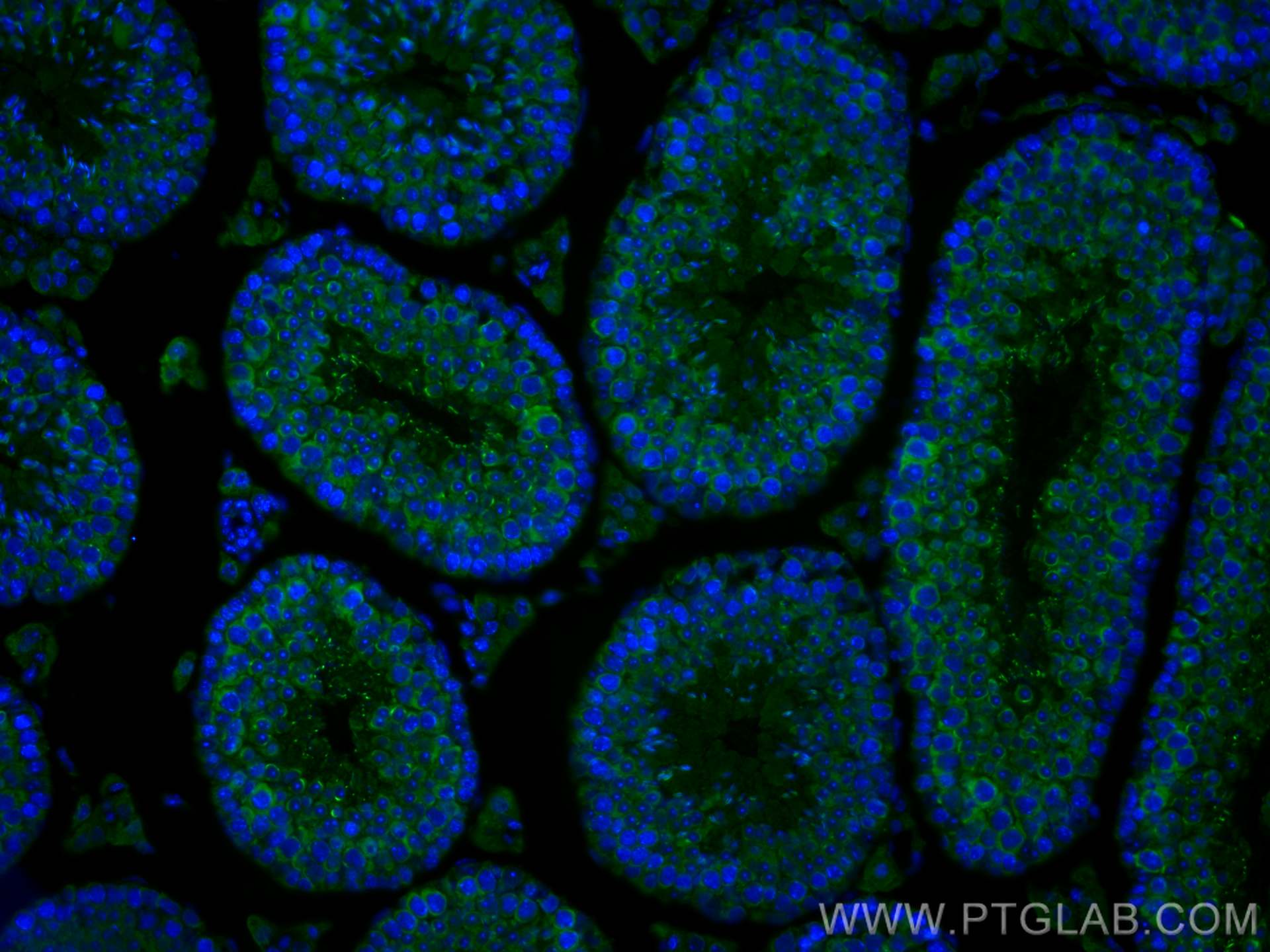 Immunofluorescence (IF) / fluorescent staining of mouse testis tissue using DDX4,VASA Monoclonal antibody (67147-2-Ig)