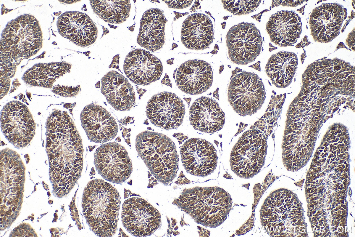 Immunohistochemistry (IHC) staining of mouse testis tissue using DDX4,VASA Monoclonal antibody (67147-2-Ig)