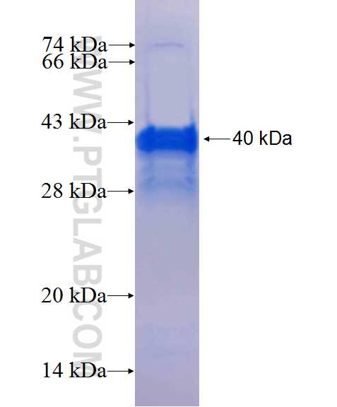 DDX4,VASA fusion protein Ag0447 SDS-PAGE