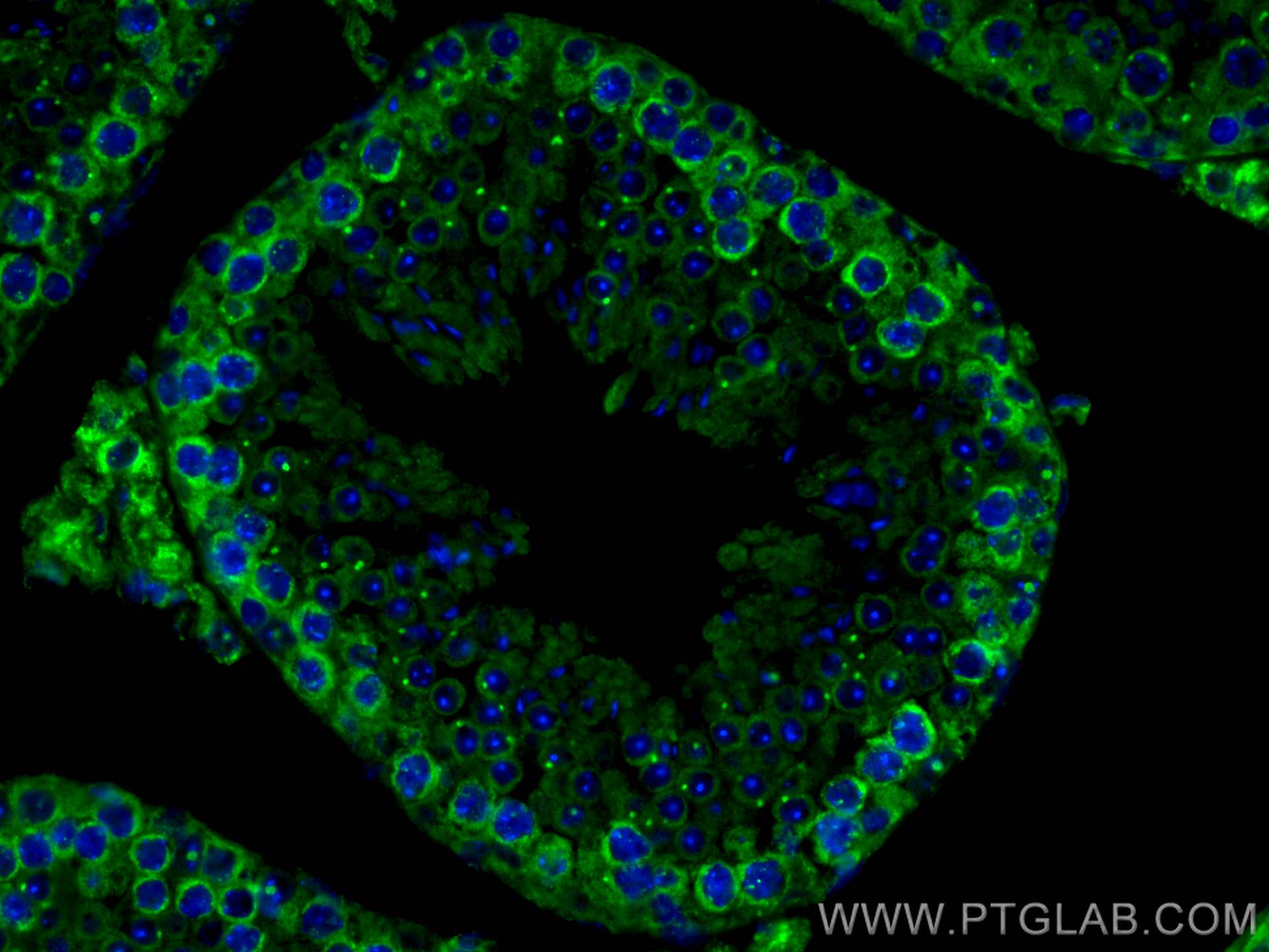 Immunofluorescence (IF) / fluorescent staining of mouse testis tissue using CoraLite® Plus 488-conjugated DDX4,VASA Polyclonal (CL488-51042)