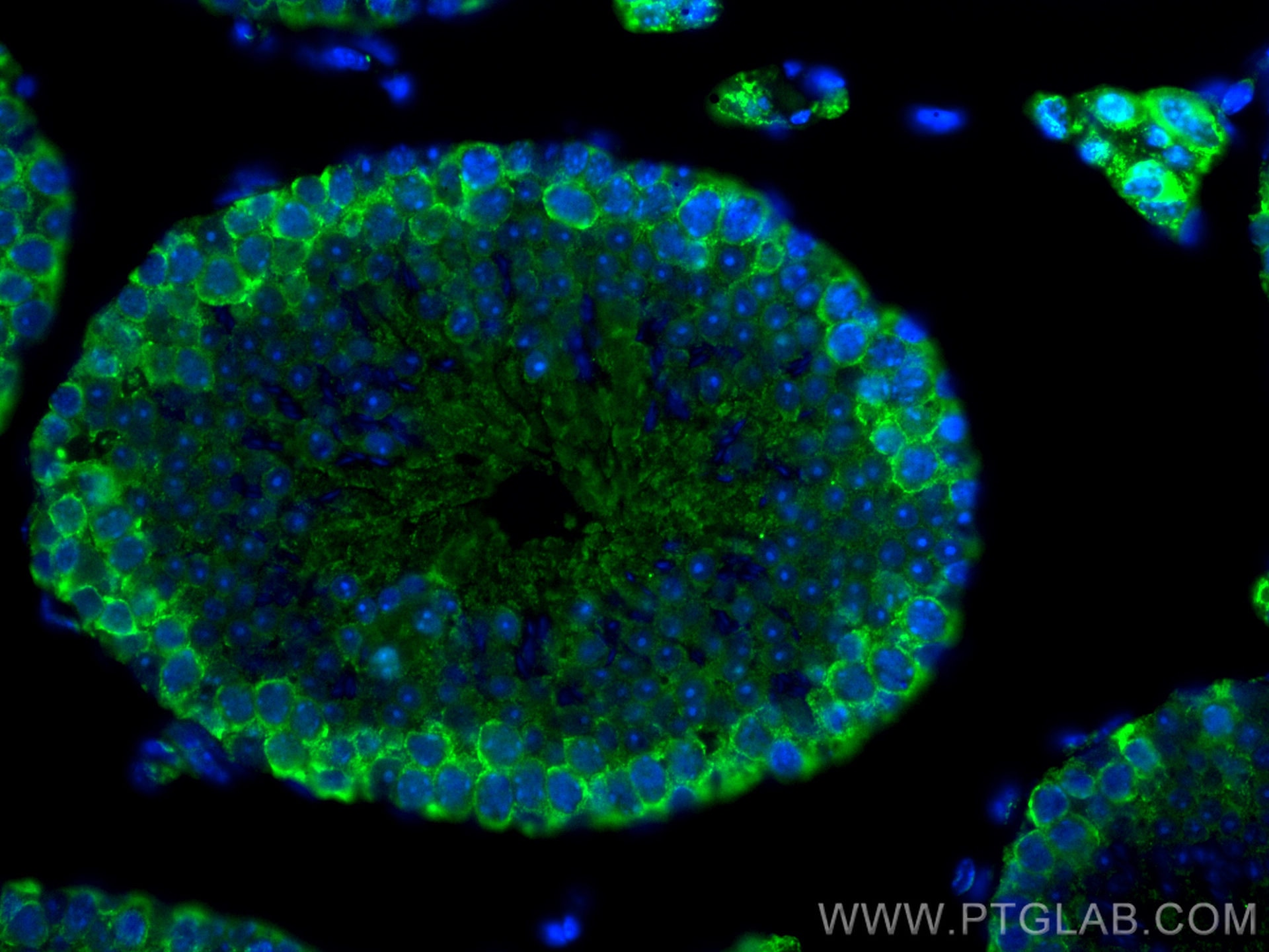 Immunofluorescence (IF) / fluorescent staining of mouse testis tissue using CoraLite® Plus 488-conjugated DDX4,VASA Monoclonal (CL488-67147)