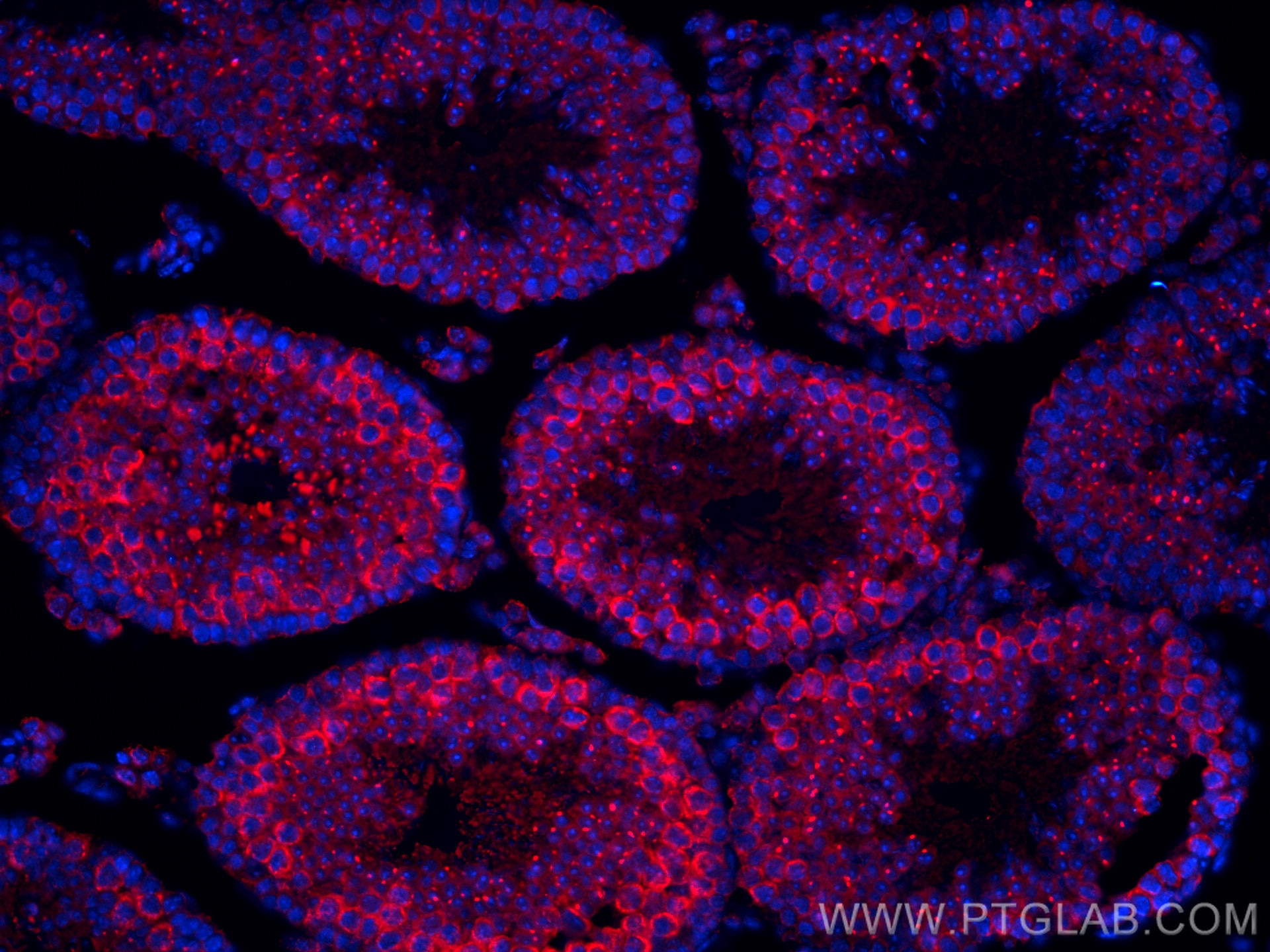 Immunofluorescence (IF) / fluorescent staining of mouse testis tissue using CoraLite®594-conjugated DDX4,VASA Monoclonal antib (CL594-67147)