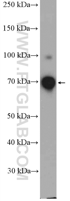 WB analysis of MCF-7 using 27500-1-AP