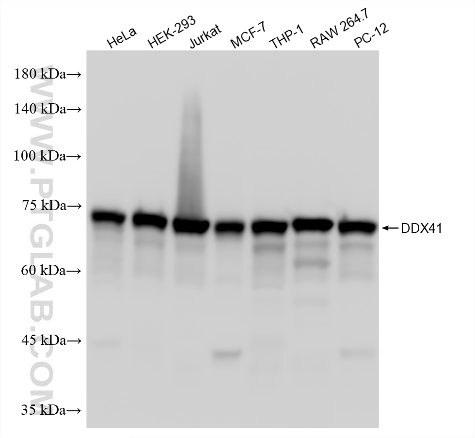 Western Blot (WB) analysis of various lysates using DDX41 Recombinant monoclonal antibody (86894-1-RR)