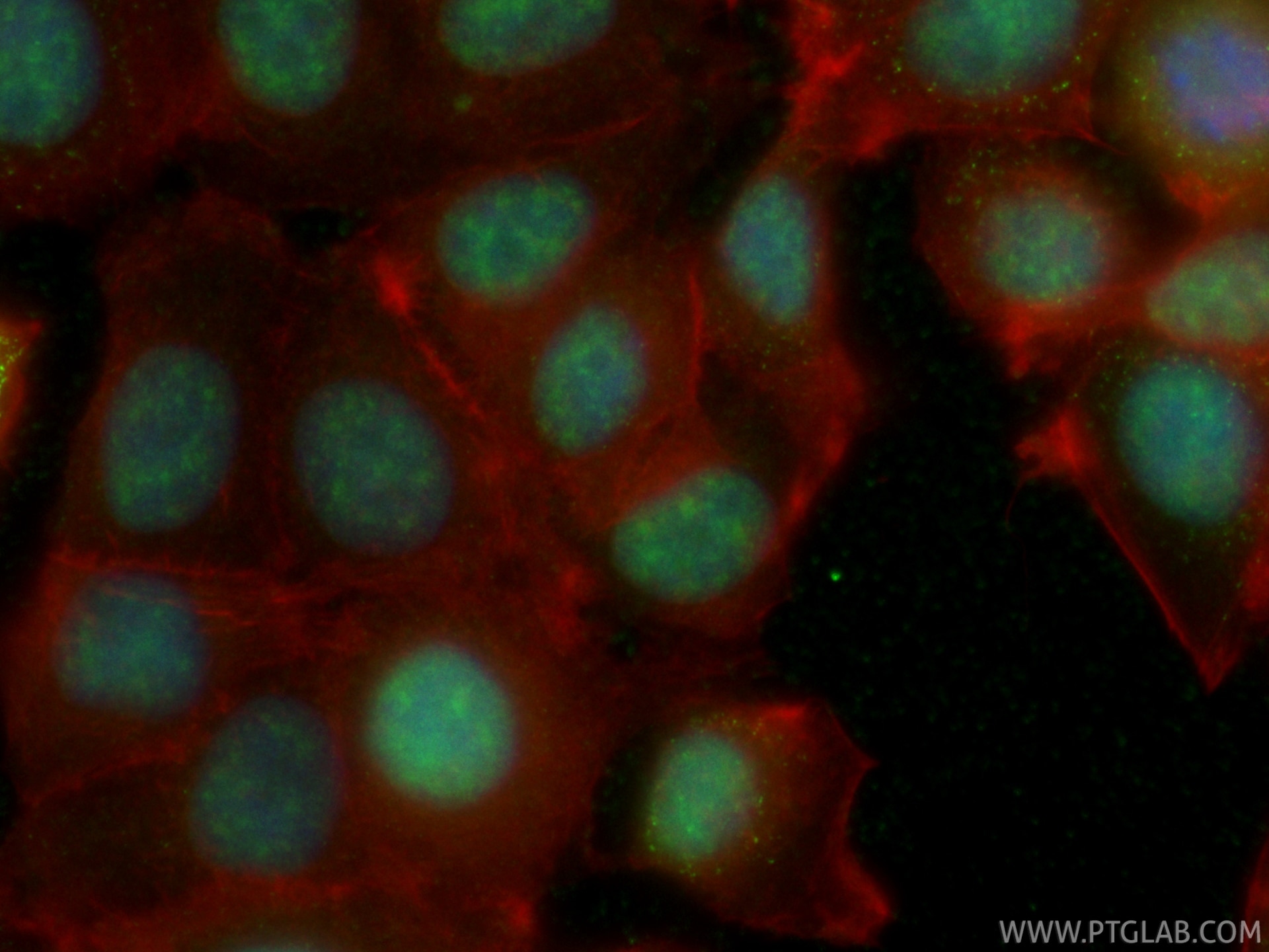 Immunofluorescence (IF) / fluorescent staining of MCF-7 cells using CoraLite® Plus 488-conjugated DDX41 Recombinant mo (CL488-86894)