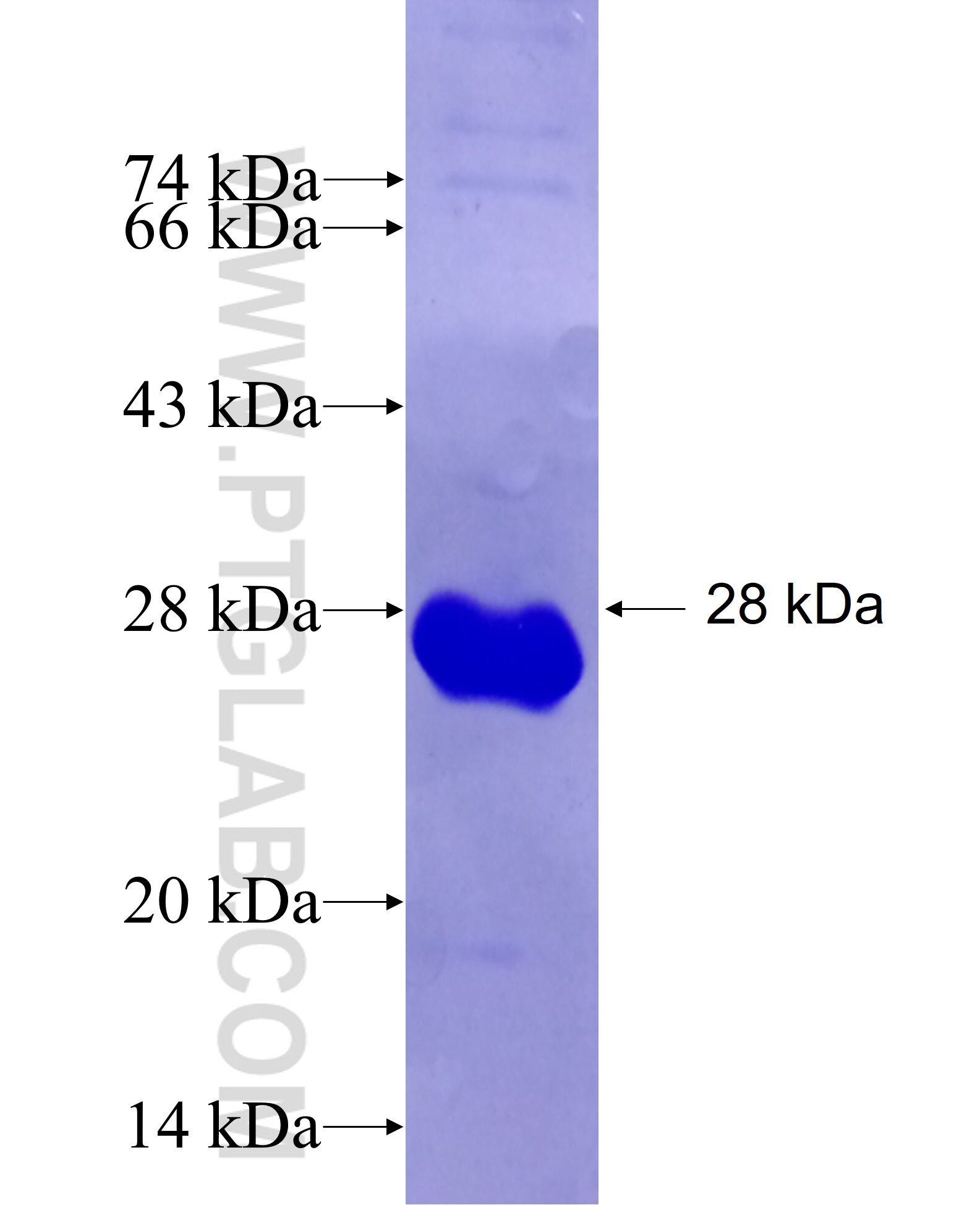 DDX41 fusion protein Ag26752 SDS-PAGE