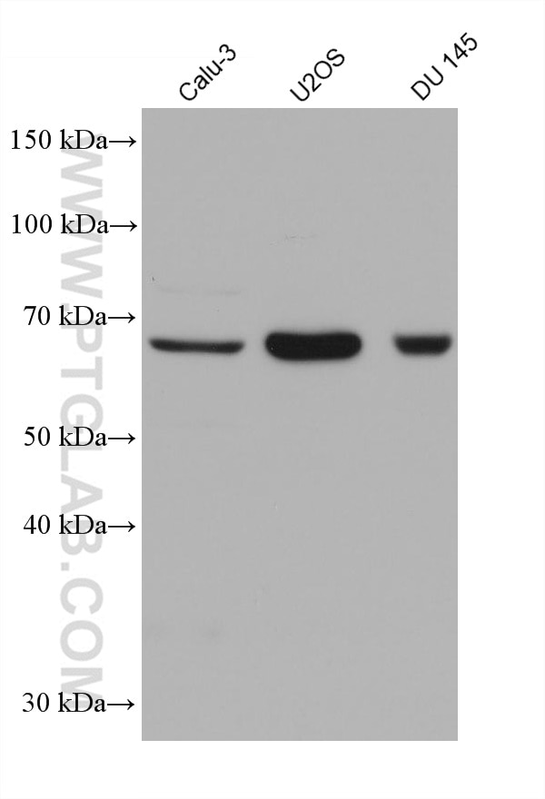 Western Blot (WB) analysis of various lysates using DDX43 Monoclonal antibody (68454-1-Ig)